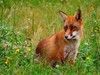 Le Fox est penaud.